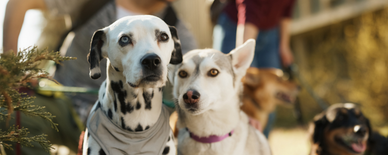 Comment devenir pet sitter à domicile