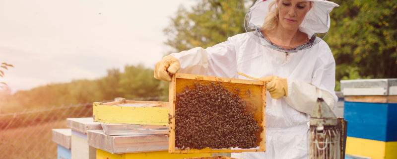apiculteur formation
