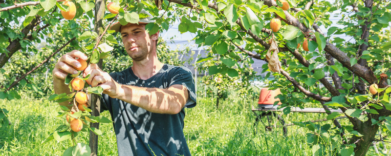 metier arboriculteur