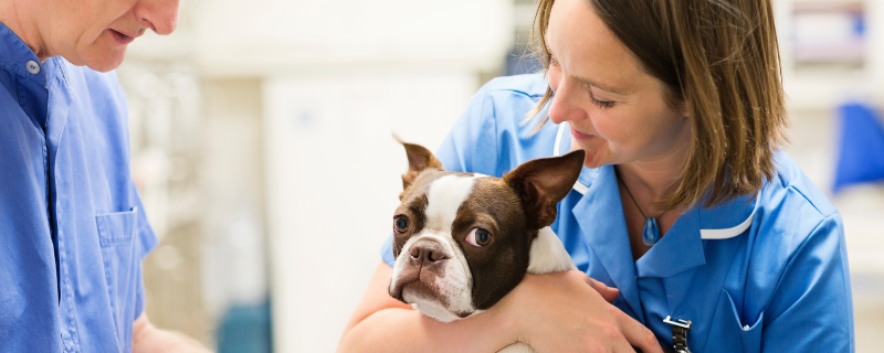 métier auxiliaire de santé animale