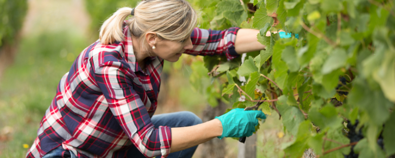 métier qui recrute le plus à Bordeaux : viticulteur