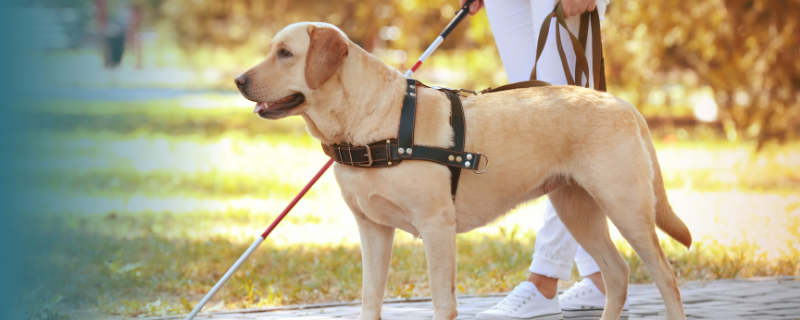 Educateur de chiens guides