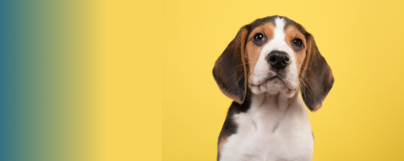 Eleveur chiens et chats
