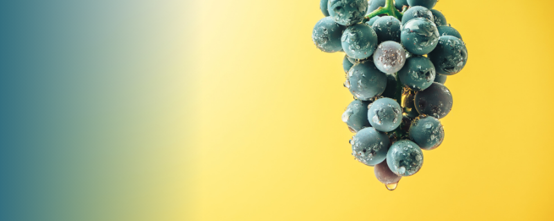 Vigneron