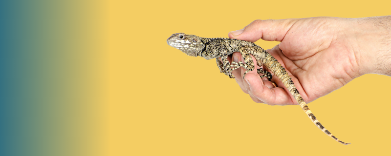 Zoologiste