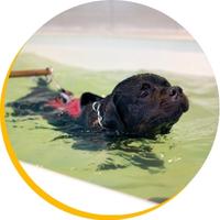 Hydrothérapeute canin