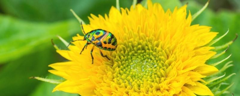 Entomologiste