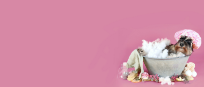 ouvrir un salon de toilettage