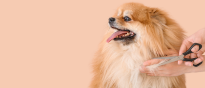 Salaire d’un toiletteur canin