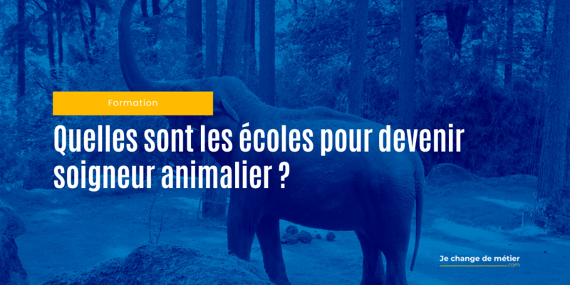 Quelles sont les formations et écoles pour devenir soigneur animalier en France ?