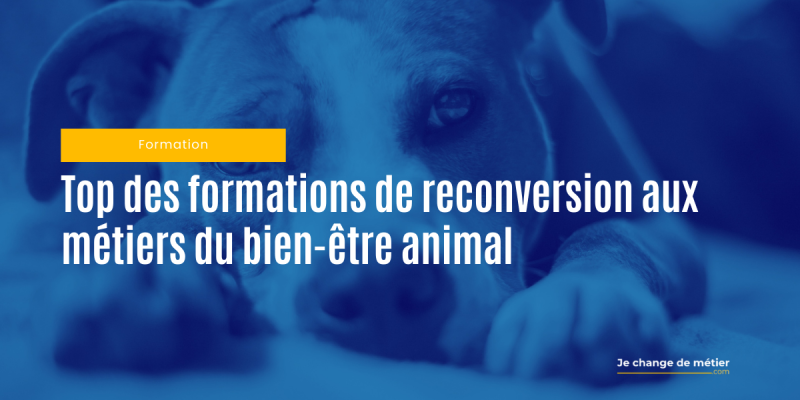 Formations pour se reconvertir dans le bien-être animalier