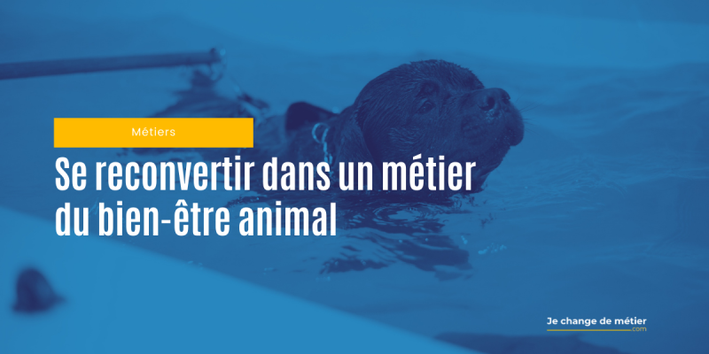 Se reconvertir dans un métier du bien-être animal