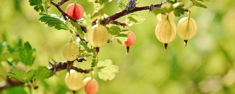 Arboriculteur - Arboricultrice | Fiche métier