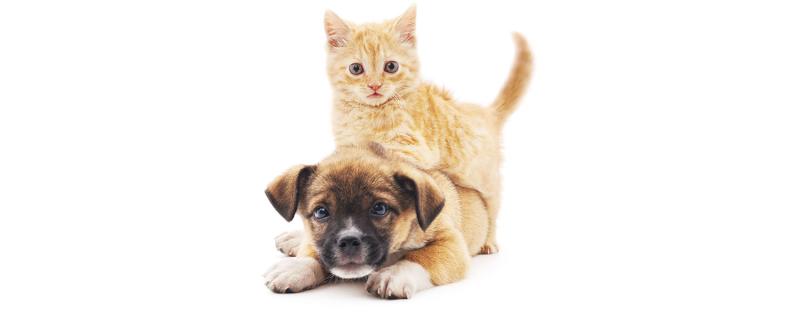 Eleveur de chiens et chats : fiche métier