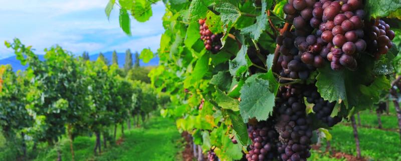 Vigneron | Fiche métier