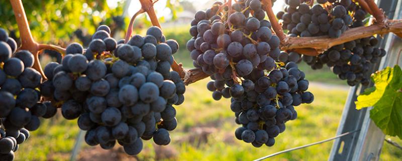 Viticulteur | Fiche métier