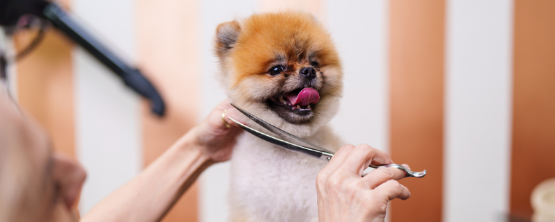 ouvrir un salon de toilettage