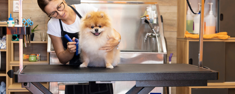 Devenir toiletteur canin : fiche métier