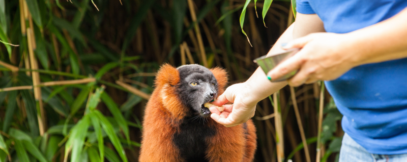 Quelles sont les formations et écoles pour devenir soigneur animalier en France ?