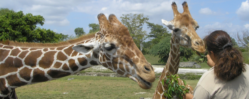 Quelles sont les formations et écoles pour devenir soigneur animalier en France ?
