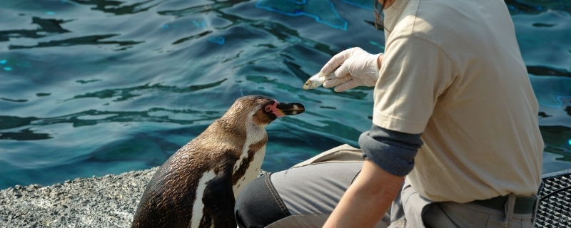 devenir soigneur animalier