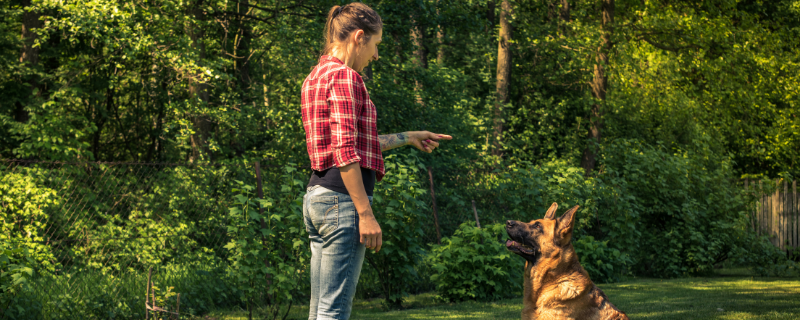 Salaire : combien gagne un éducateur canin en 2025 ?
