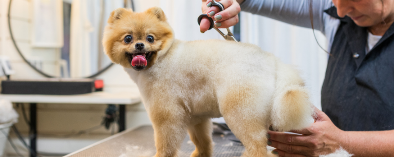 Salaire d’un toiletteur canin