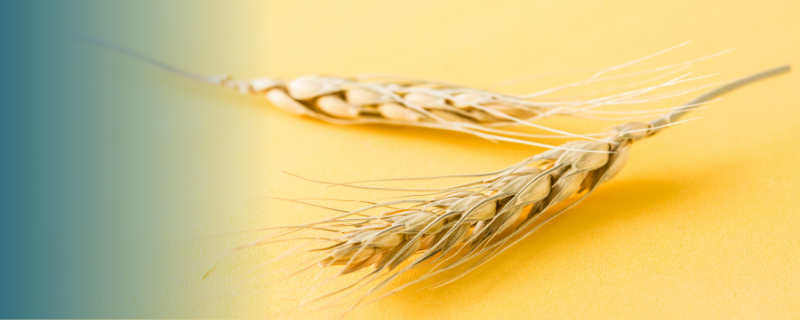 Que faire après un BTSA ACSE (Analyse, conduite et stratégie de l’entreprise agricole) ?
