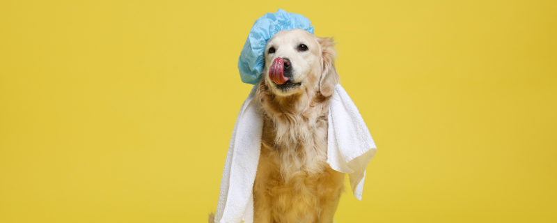 Quel budget pour ouvrir un salon de toilettage ?