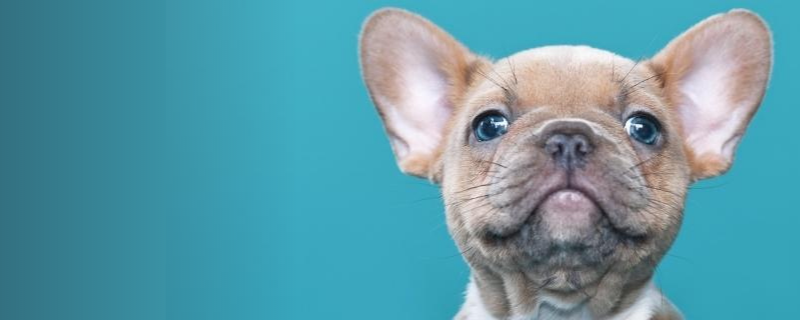 Les certificats pour exercer un métier avec les animaux