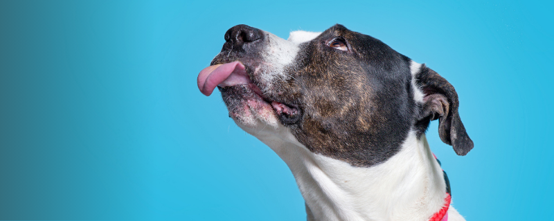 Différence entre un comportementaliste et un éducateur canin ?