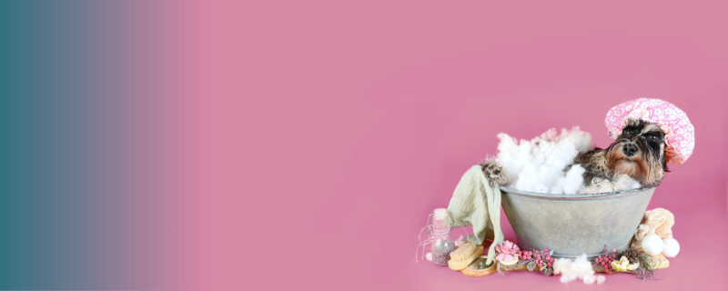 Ouvrir son salon de toilettage canin : étapes