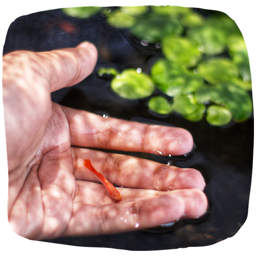 Aquaculteur