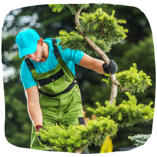 Arboriculteur