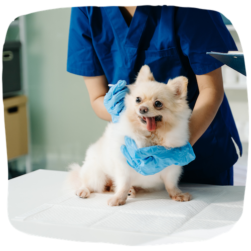 Auxiliaire de santé animale