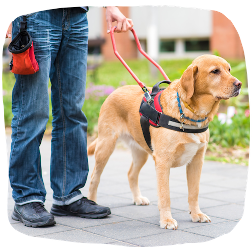 Educateur de chiens guides