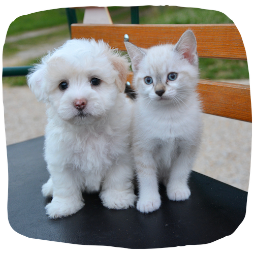 Eleveur chiens et chats