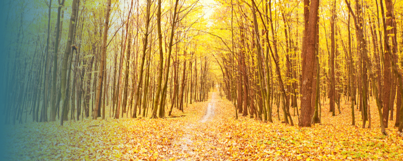 Garde forestier
