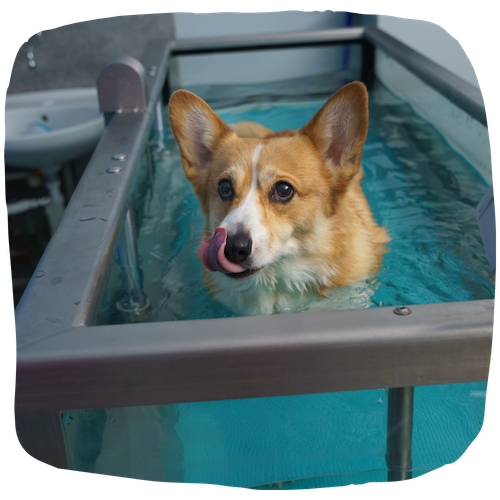 Hydrothérapeute canin