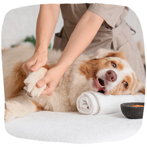 Masseur pour chien | Fiche métier