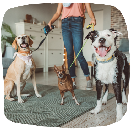 Pet Sitter