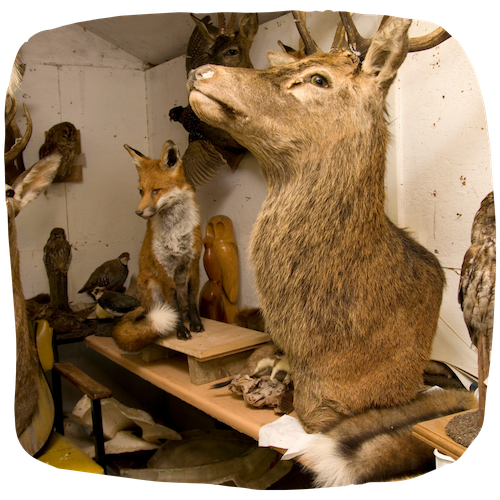 Taxidermiste : fiche métier