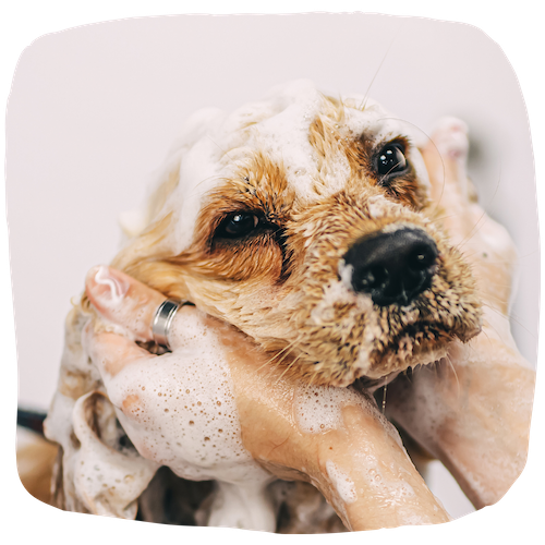 Devenir toiletteur canin | Fiche métier