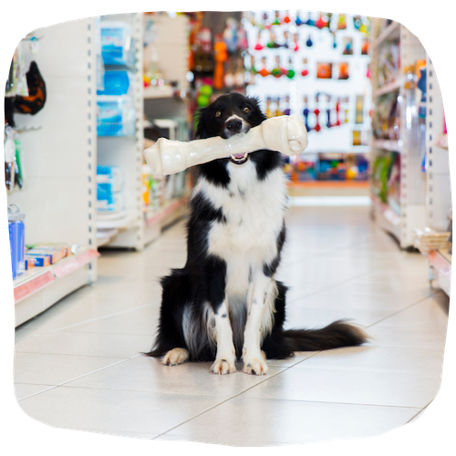 Vendeur en animalerie
