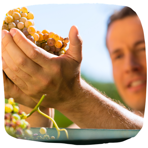 Vigneron