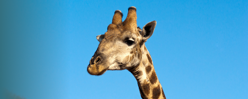 Formations pour travailler dans un parc animalier