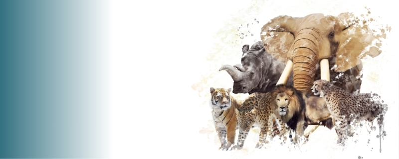 Travailler avec les animaux sauvages : 8 métiers à découvrir