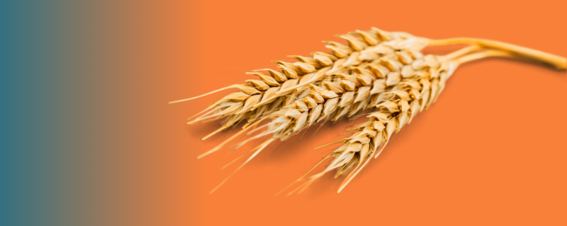 10 Métiers de l’agriculture qui recrutent