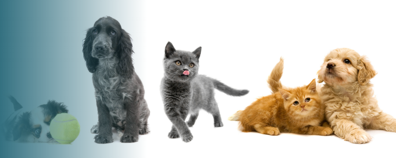 10 métiers avec les animaux de compagnie pour se reconvertir