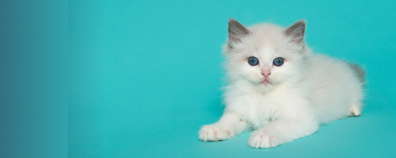 Se reconvertir dans un métier de service aux animaux